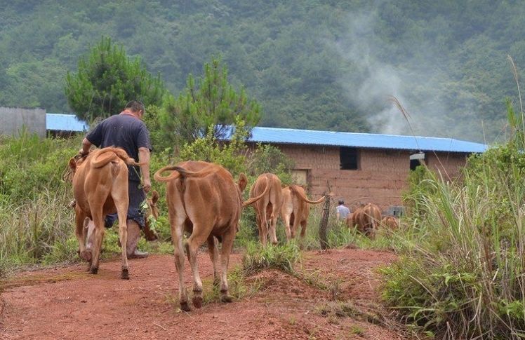  【老人】农村老人都说养牛先种草，当地没有草料对养牛有多大影