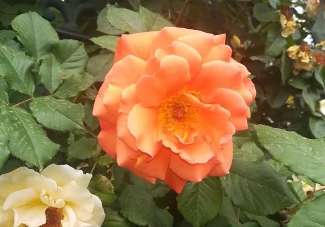  「多姿多彩」月季花：多姿多彩，美轮美奂，居然还能长到树上？