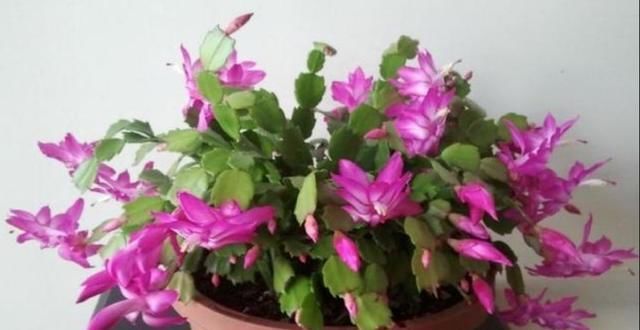  「发财树」这6种花，烂根先别扔，这样砍枝剥皮用水洗，15天长出新根侧芽