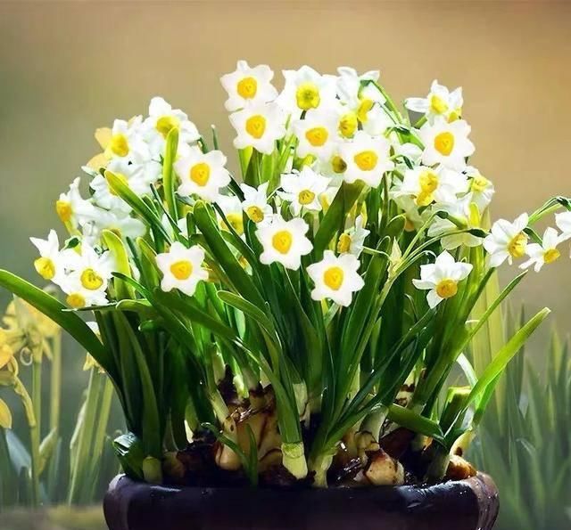  『天使』喜欢白色？这五种“洁白花”不可错过，美如雪中天使