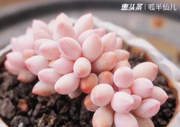  『白菜』多肉断水12天,绿白菜秒变红舞娘,想要上色就得...