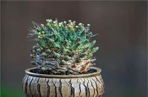  [植物]史上“最萌植物”的变态版来袭！