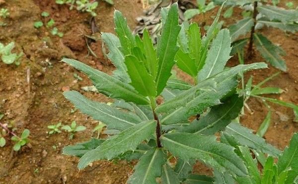  门口■农村这种七七牙，价值不一般，要长在你们门口，不要随意