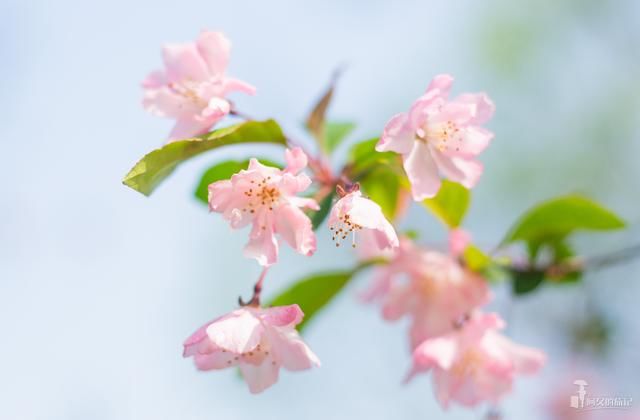 穿着汉服免费游花朝 cosplay也来凑热闹 网友:不伦不类