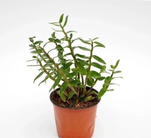  [石斛]石斛兰开花很具有观赏价值，石斛兰如何养护？