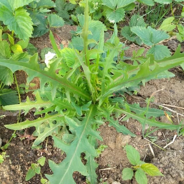 「山野菜」东北大山里的山野菜,你见过的有几种,能说出来吗