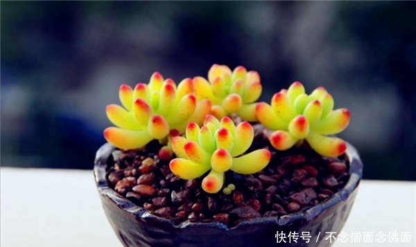  高贵典雅：新手养花，不如养盆“泉乡火花”，花姿优美，高贵典雅，适合盆栽