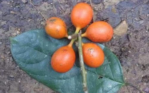  『常不错』似枣非枣，生于深山老林，虽能食用，但不可采摘，是珍稀保护物种