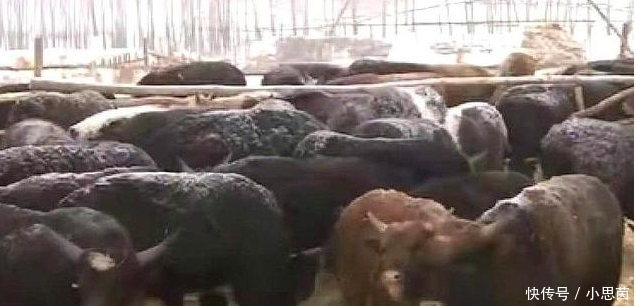  #发现#农户买了73头牛，平均4000元一头，养了半年后发现没人要，为啥？