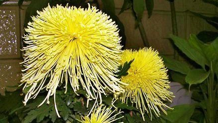  [玛格丽特]喜欢菊花，首选“菊中精品”日本飞舞，似佳人飞舞，美丽妖娆！