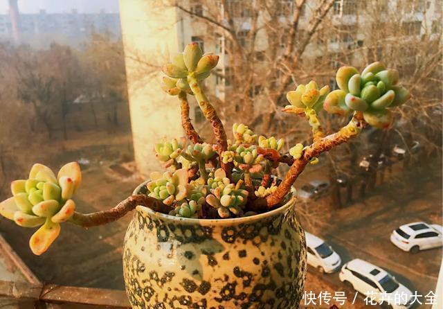  【多肉的时】多肉“铺面”的那些事儿