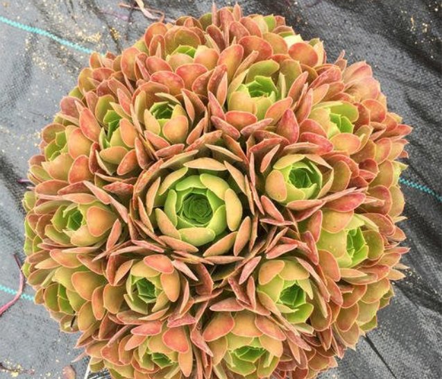 『自带』自带特殊“体臭”的多肉植物,入手需谨慎