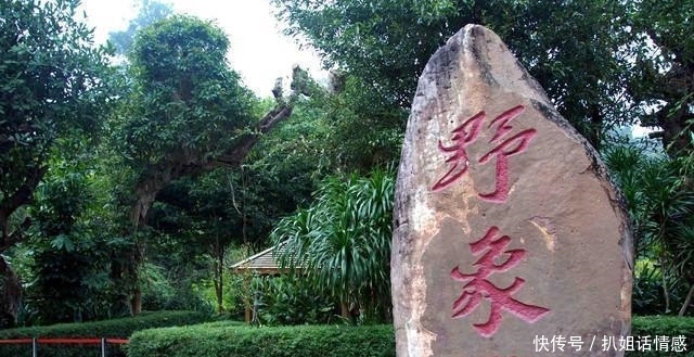 在西双版纳的野象谷，我没有看到野象，却看到了濒临灭绝的危险