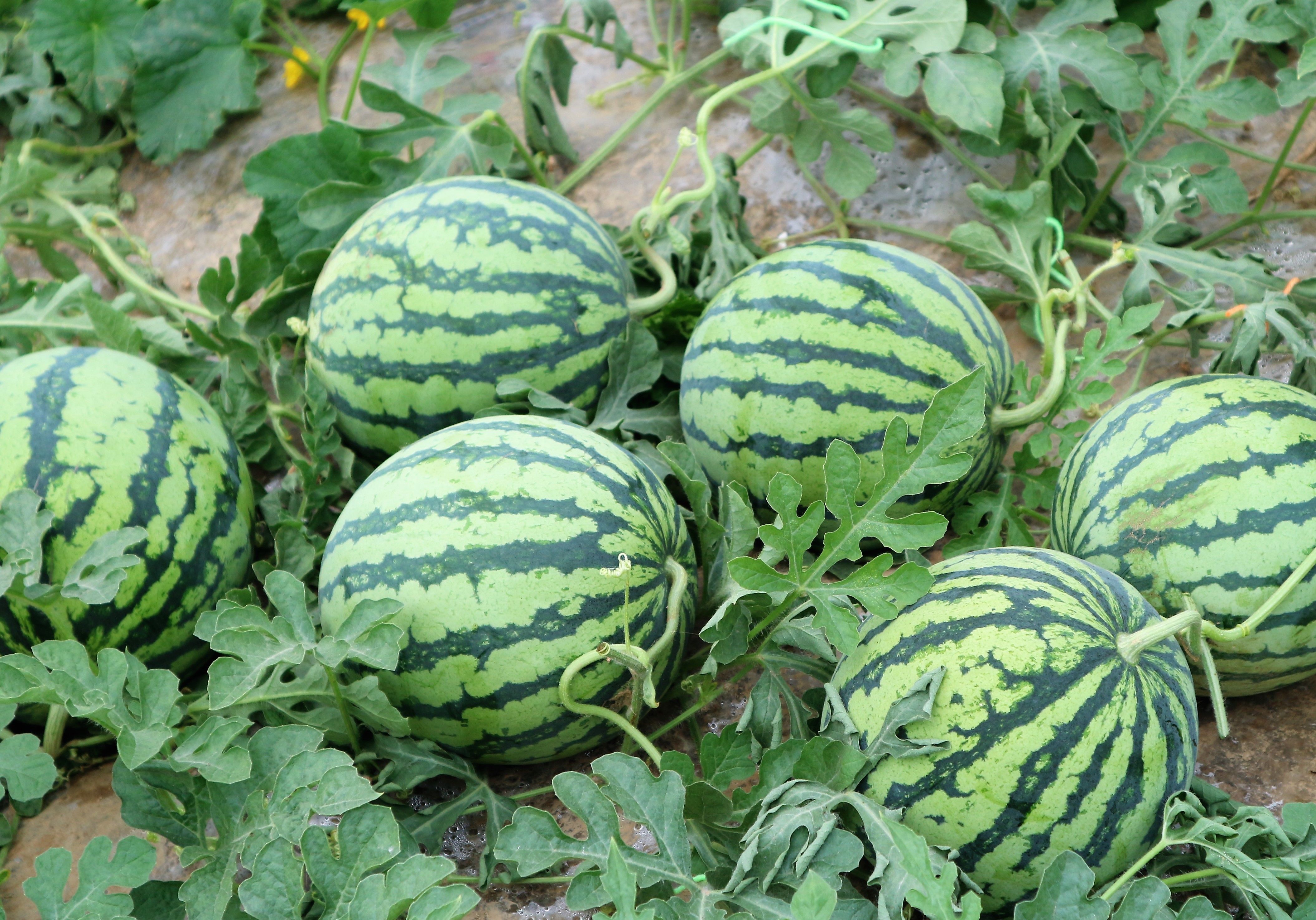 70岁农村老人种植5亩西瓜，能赚多少钱?农民大伯讲出真相