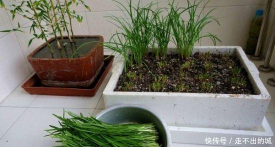 「种种」阳台种种韭菜,4个小窍门,棵棵粗的像小葱,一年能割10茬