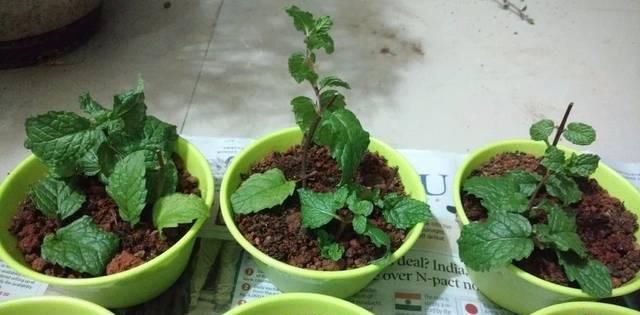  盆栽植物：我用这方法扦插繁殖了几十盆的植物，薄荷、吊兰轻松培育