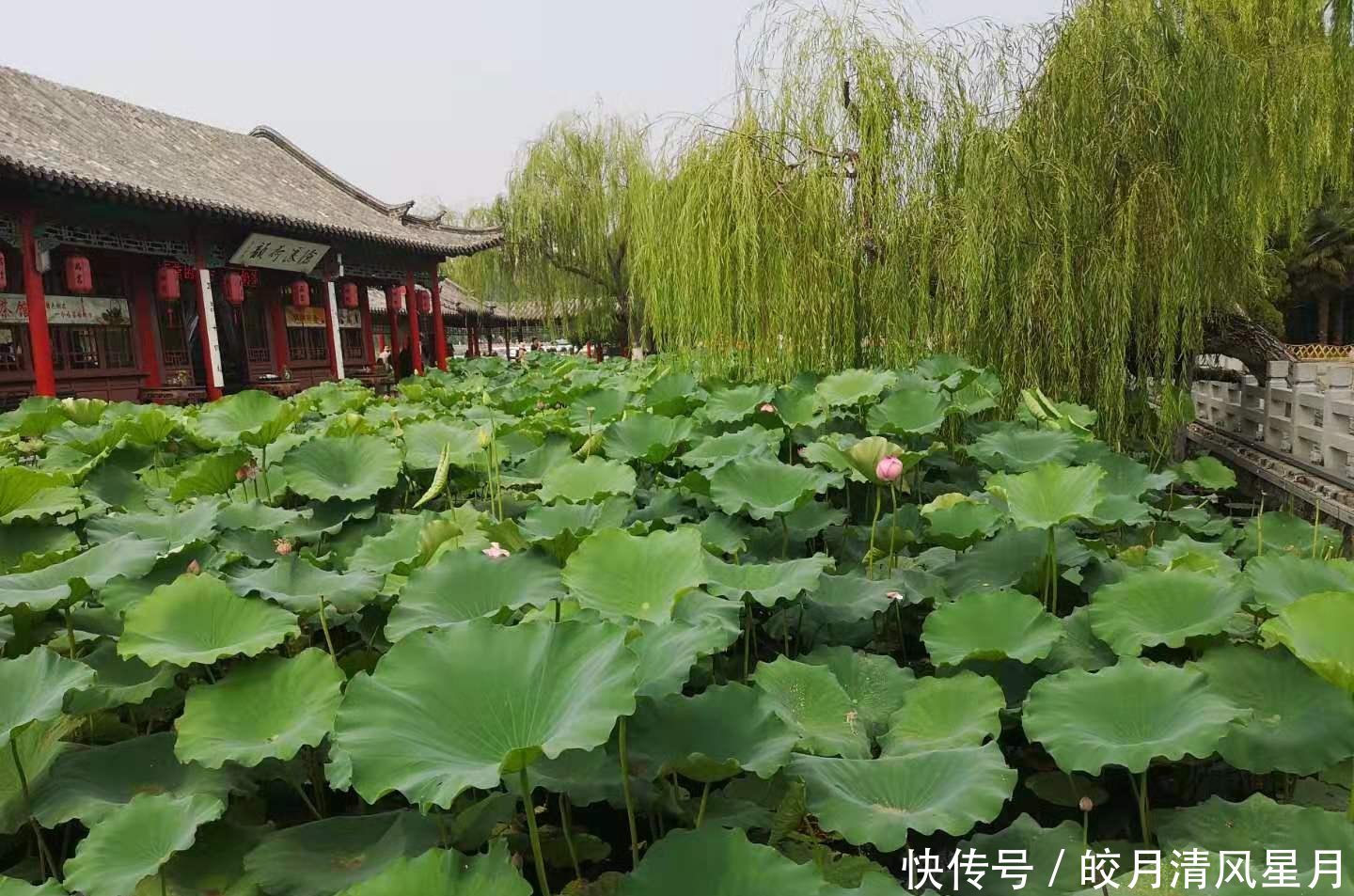 山东“最有名”的旅游景点，媲美杭州西湖，但游客并没有爆棚