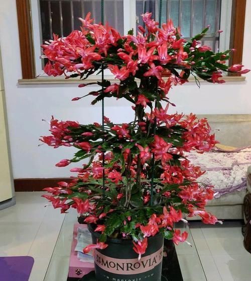 【嫁接】蟹爪兰绑到这上面,开花直冲房顶,还能多活10年
