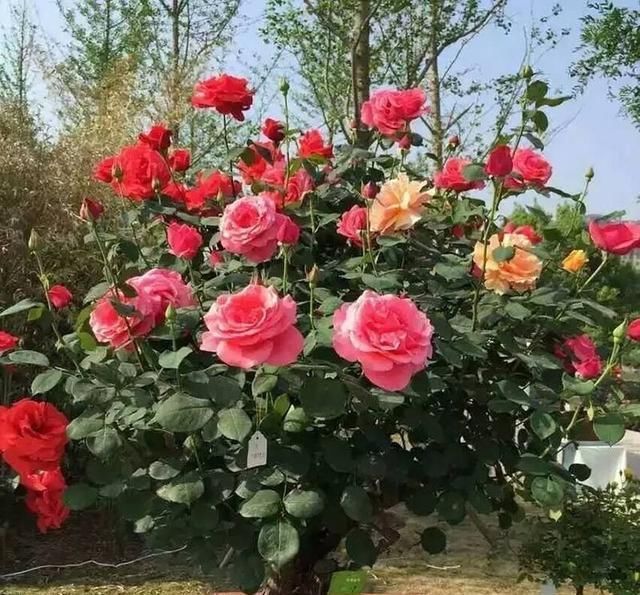 旺盛:花盆里放两种杂物,花很好,没有虫子,土壤也不结实,气势旺盛
