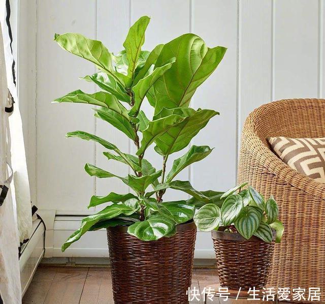  【平时】几种大型绿叶盆栽真气派，摆在客厅净化空气，只需一个月浇一次水