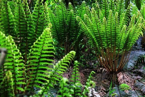  「种植物」波斯顿蕨和肾蕨的区别，肾蕨北方好活一些，不要选错了！