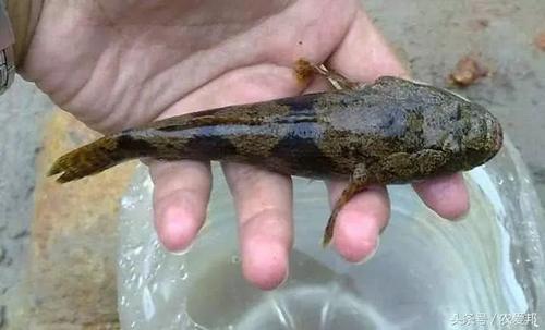 农村河里常见几种野味，基本上看不到了，全吃过的请举一下手