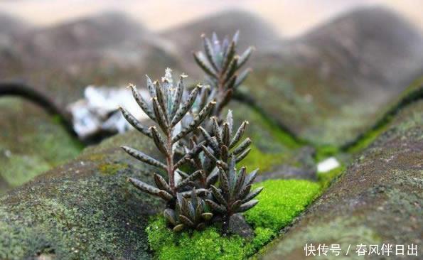 翻倍|这3种“多肉”,生长在“瓦片”上,以前不起眼,现在价值翻倍了