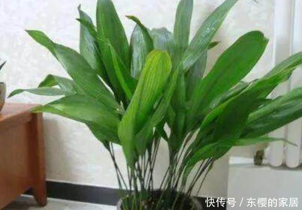  「特别」卫生间养上“3种花”，特别漂亮，尤其最后一种，异味全跑没了！