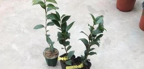  「春天」春天养花是门技术活：掌握4个诀窍，盆栽个个枝叶繁茂、开花多