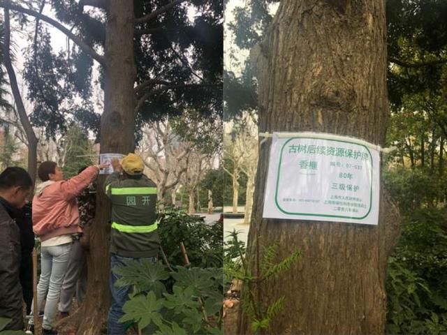 长风这些树挂上了“临时牌照”，再也不怕认错了!