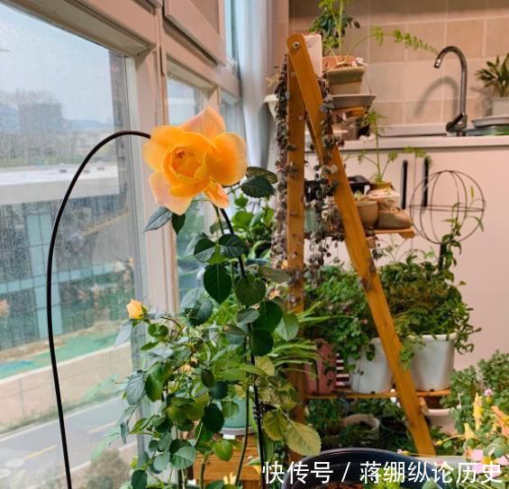  [家里]家里养花太多，被长辈说教，发图片还被取笑，我想说……