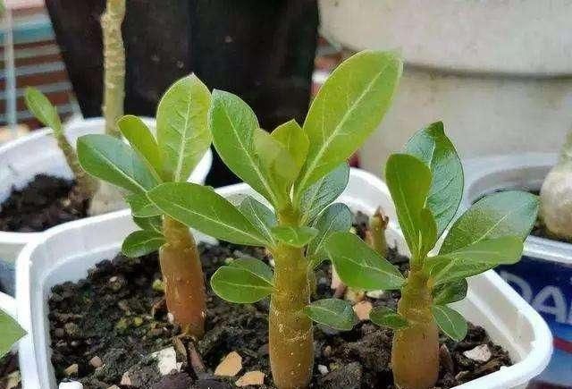  【养花】家庭养花如何浇水？注意3个“细节”，根系壮，开花多，植株旺