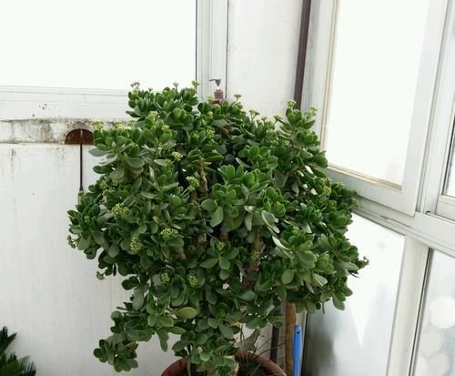  修剪下来的枝条：乱糟糟的燕子掌盆栽怎么修剪？剃剃头，造造型，油腻大叔变帅哥