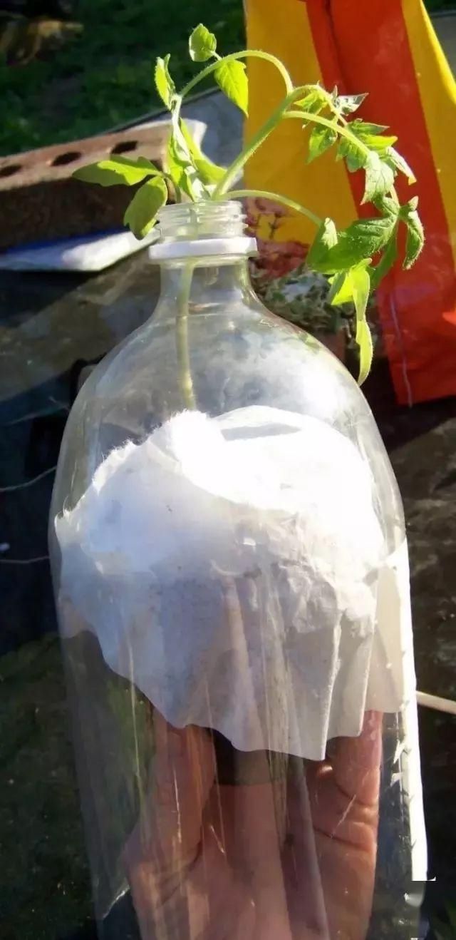  「番茄」春天来了,用塑料瓶种菜,自给自足,每个人都可以学会!