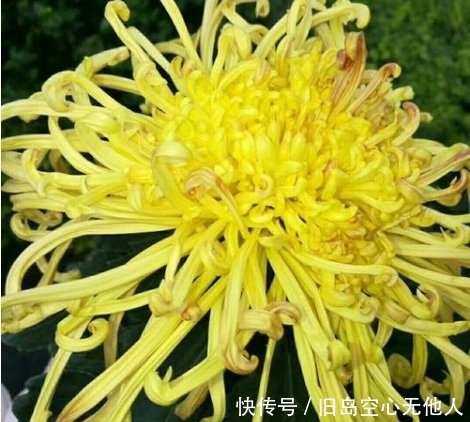 卧雪■喜欢菊花,不如养盆“菊中珍品”紫龙卧雪,似紫龙伏地,妖娆妩媚