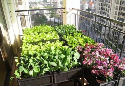  #吃不完#阳台这样种菜, 一年到头摘个不停, 吃不完还能送人!