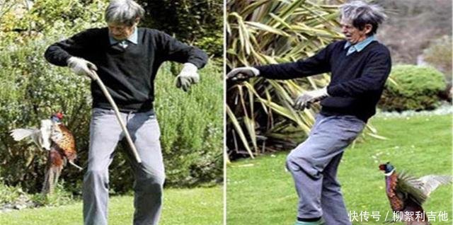 英国这物种泛滥成灾，影响人们生活，政府下令捕杀一只奖励200