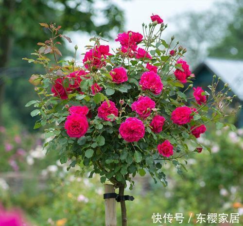 开出|这4种花遇到大太阳别遮阴,让它们使劲晒,呼呼开出满盆花