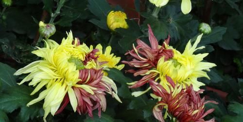  『二乔』喜欢菊花，不如养盆“珍品名菊”二乔，一花双色，观赏价值极高！