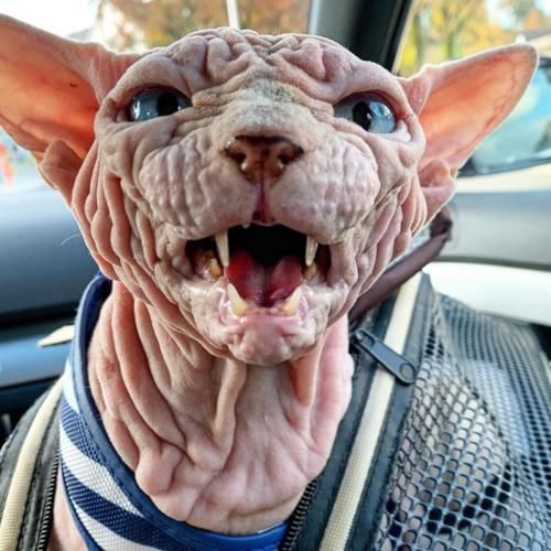  『外星』长满褶皱的猫咪，就像一个外星怪兽，猫主人不害怕吗