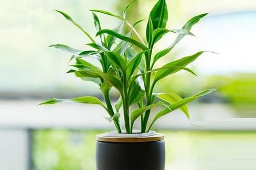  「养护过程」这3种植物，卧室和客厅都适合，净化空气保健康，养花人都会养！