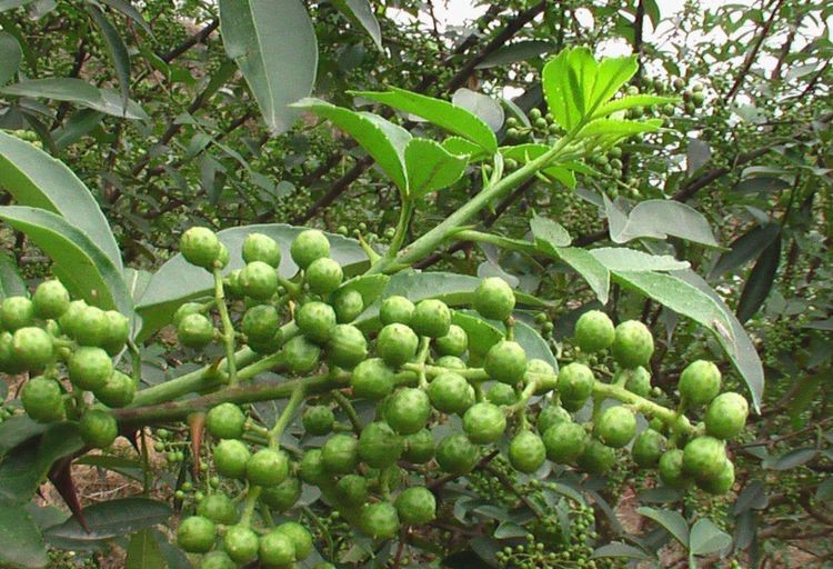  调味品：农村一种常见调味品，现在一斤10元，套种养殖每年纯赚8