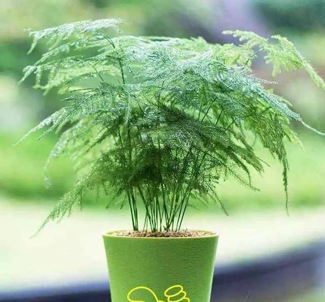  『植株生长的更加』文竹老黄叶烂根，是因为你没做好这三点