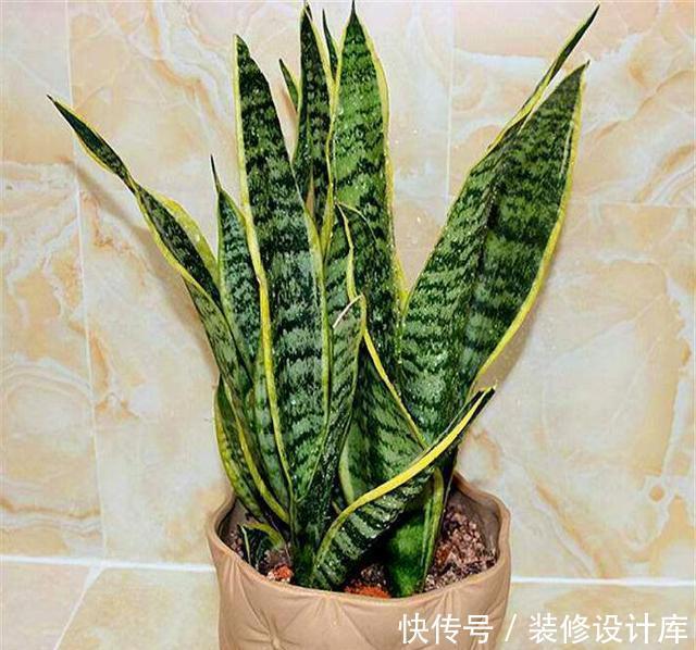 虎皮|家庭养虎皮兰,摆放位置有讲究,难怪你家的叶子软绵无力还长歪