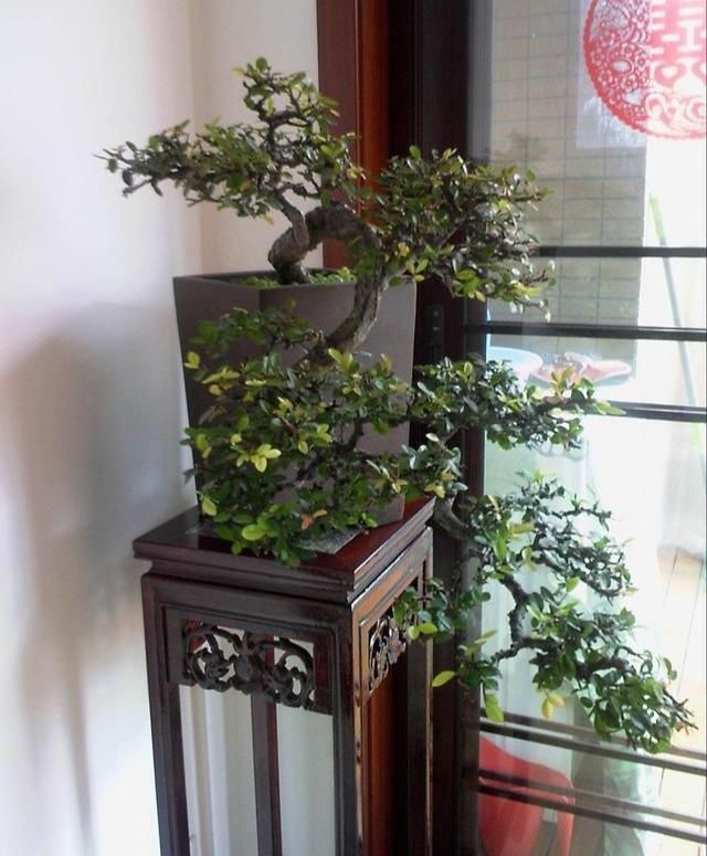  悬崖■悬崖式盆景的制作手法与注意事项，制作一盆高雅的盆景不简单哟