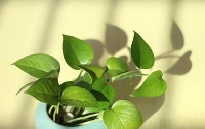  「水培」绿萝水很脏怎么打理,水培绿萝多久换一次水