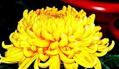 #不妨#人想要温馨花园?不妨养盆”耐旱花“,叶子肥花色艳,繁盛迷人