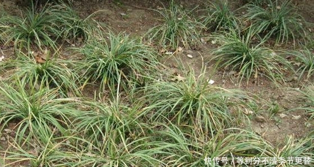 果实漂亮不值钱，“块根”却要100元一斤，农村见到，别当杂草