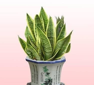  [春天]春天来了，家养这些花卉，个个清新高雅，花朵妖艳迷人，姿色艳丽