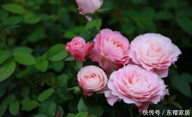  『家里』养花就养盆实用的，开花漂亮好养活，家里放一盆，养花更养人